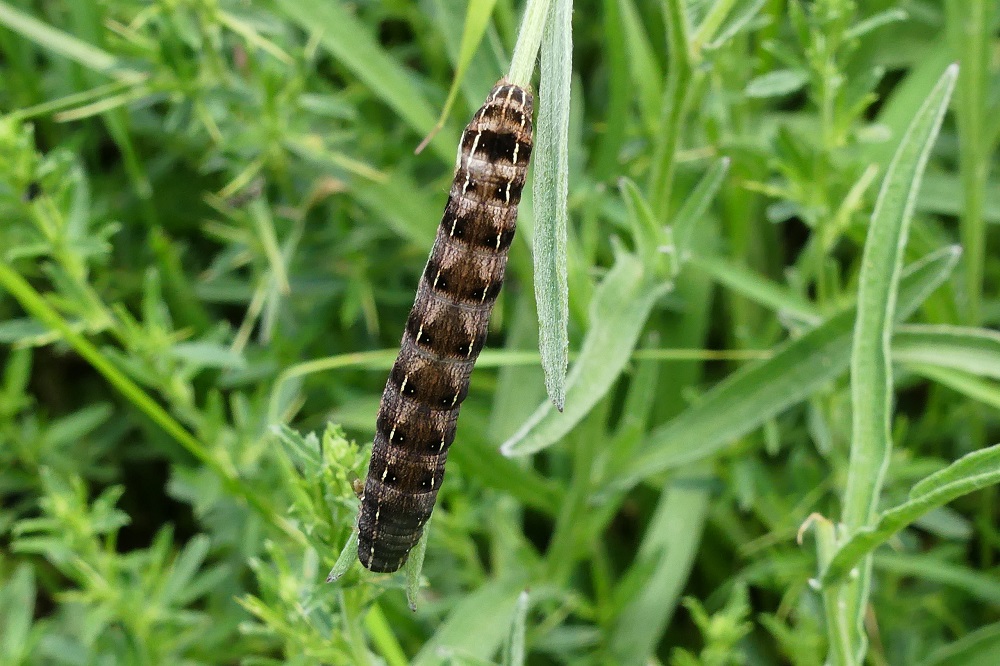 Bruco di Spodoptera sp. No, Cerastis rubricosa - Noctuidae